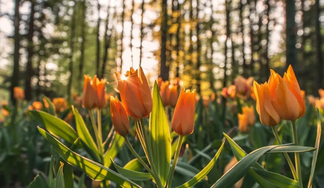 tulips