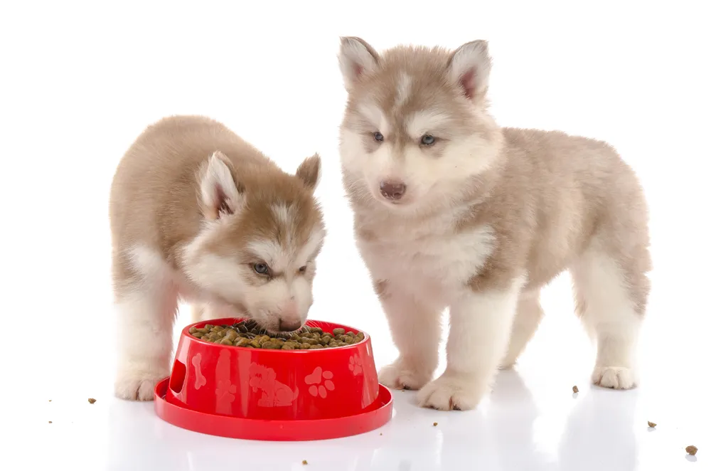 Good food for husky puppies hotsell