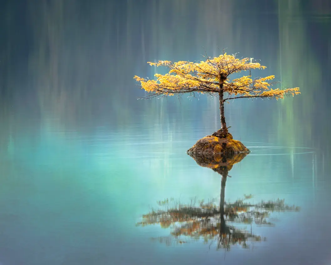 Pond reflection tree