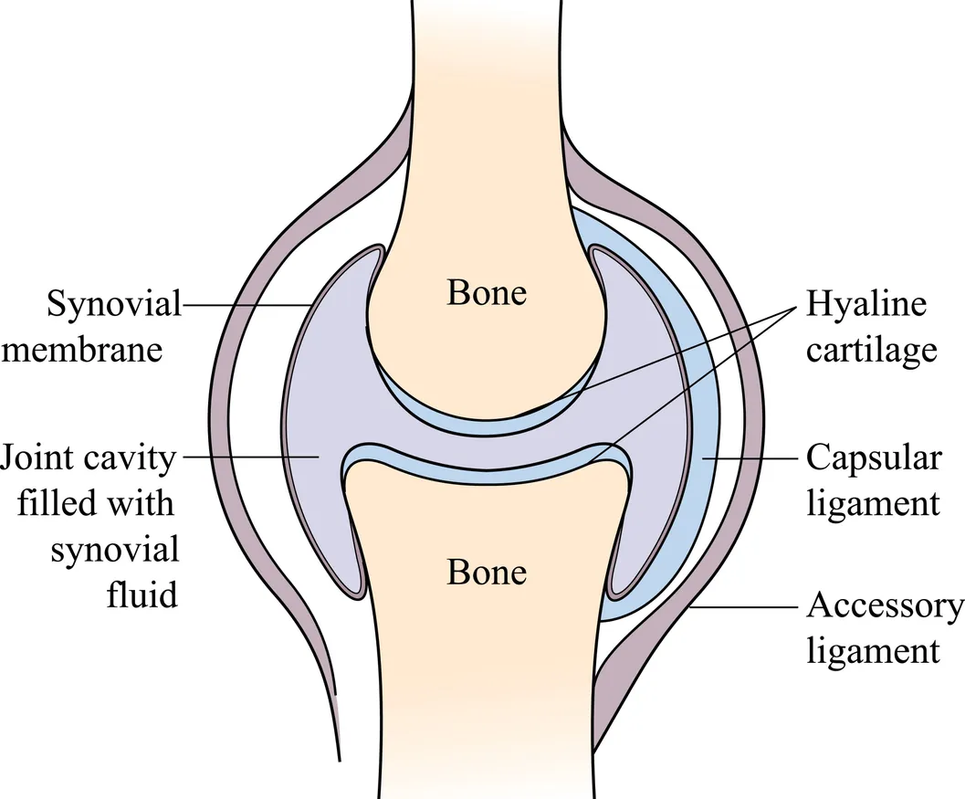 Joint pain often involves internal structures