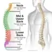 How the Spine Works | Basalt, Aspen, Carbondale, Spine Spot Chiropractic
