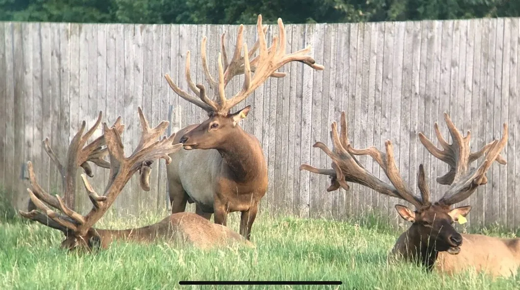 elk