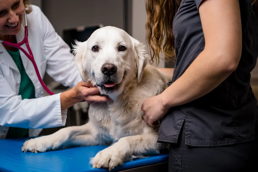 Senior Dog getting an examination