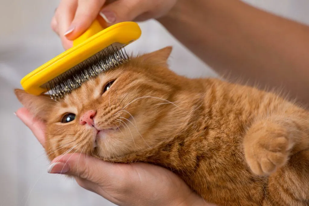 Pet Grooming