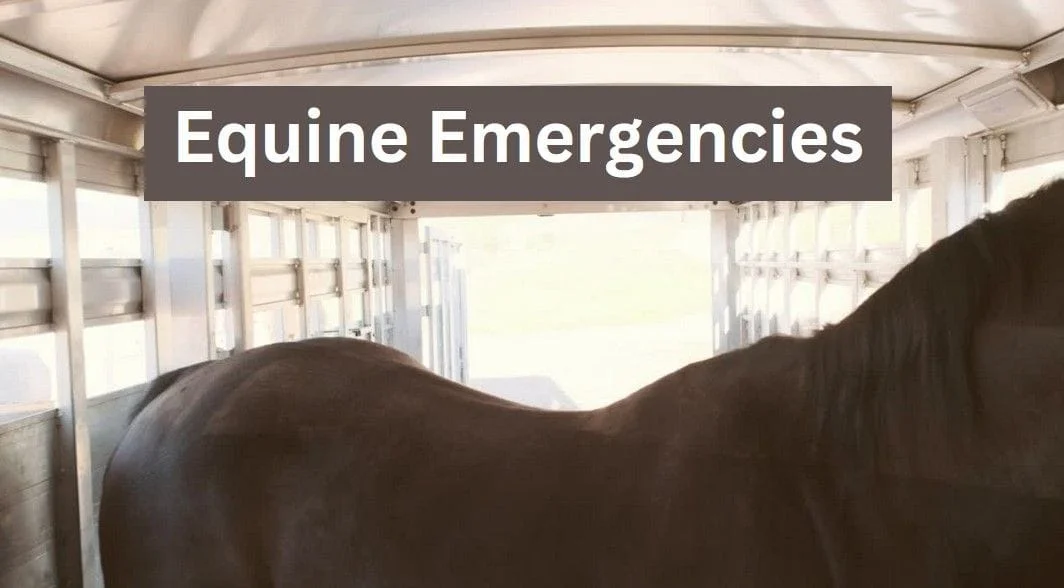 equine emergencies