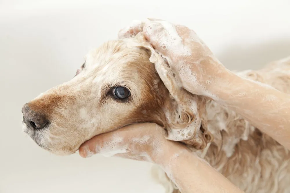 Golden Retriever Getting A Bath 