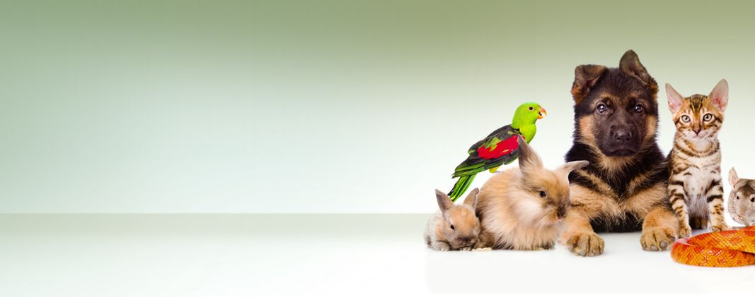 Veterinary Medical Center of Clayton