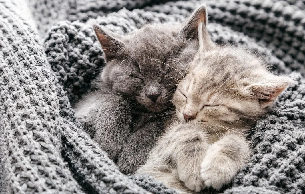 kittens in blanket