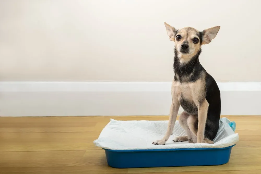 Effective Potty Training Tips for Dogs