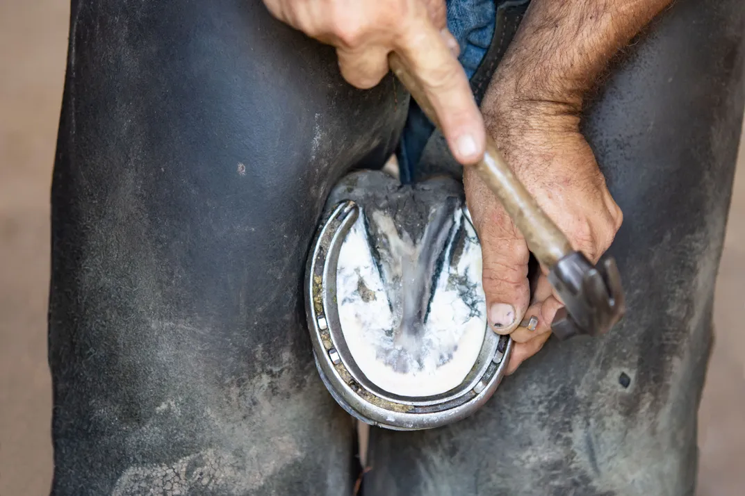 Podiatry (Farrier)