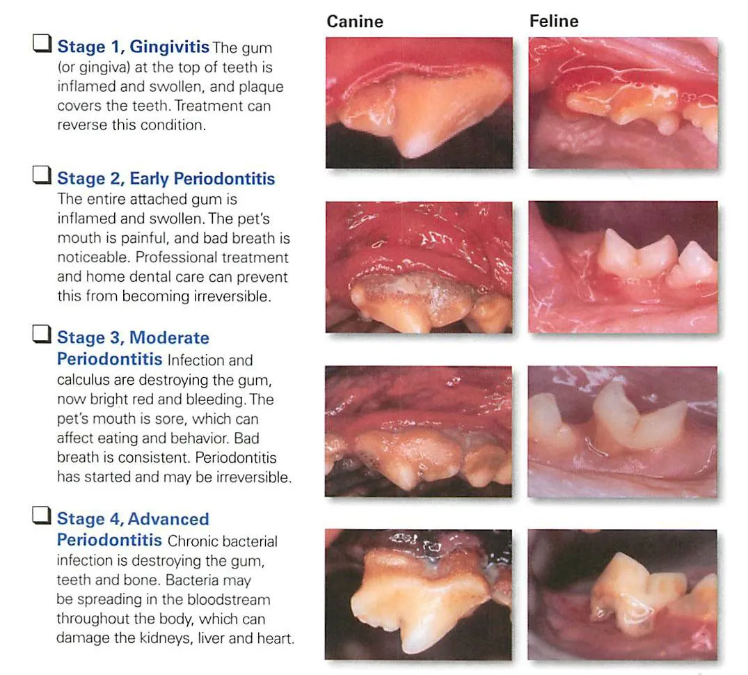 Dog gums clearance bleeding treatment