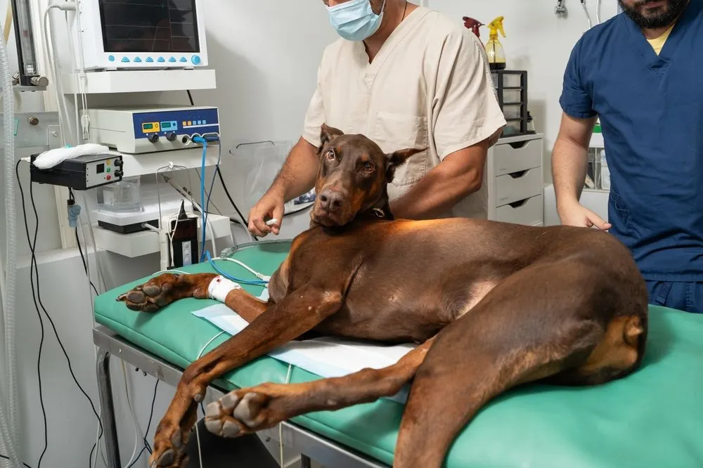 Pet Surgery FAQs