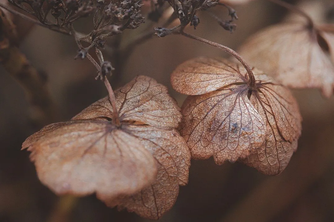 petals