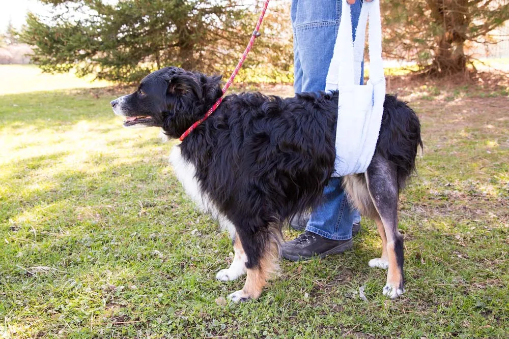 Dog with recent hind leg surgery.