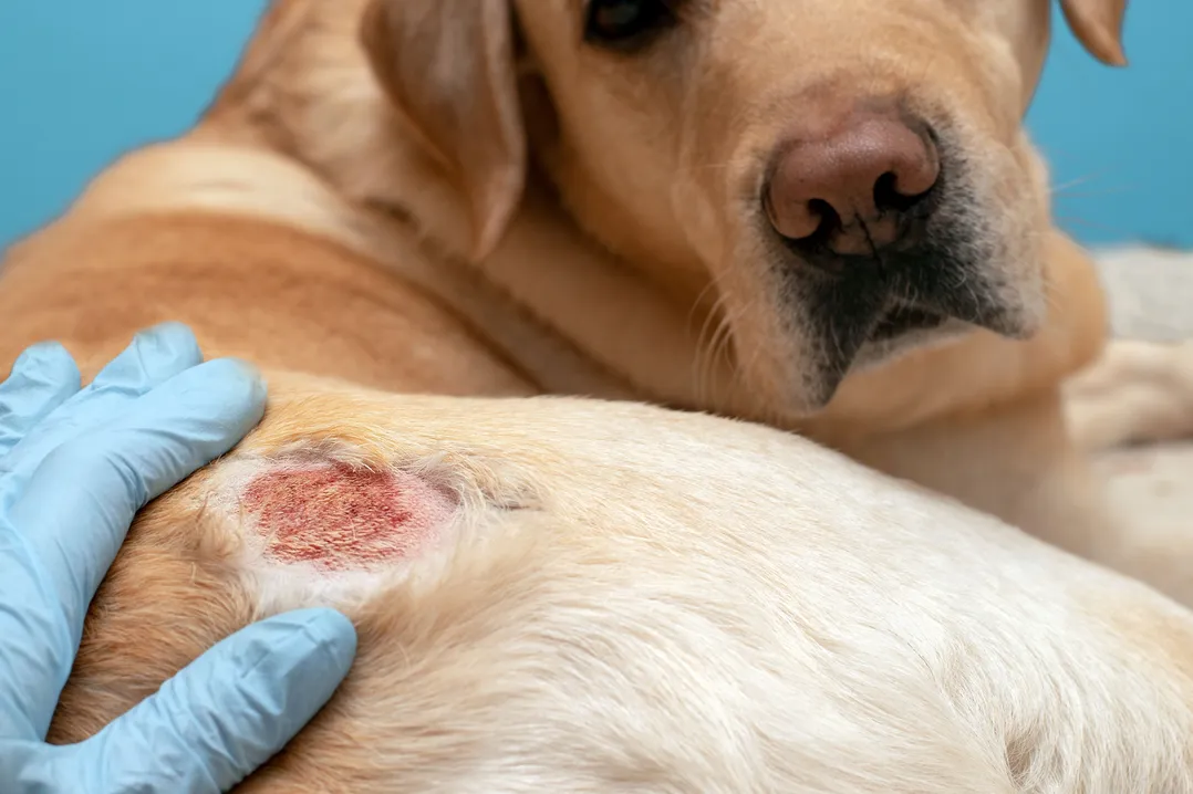 How Vets Diagnose and Treat Skin Conditions in Pets From Symptoms to Solutions