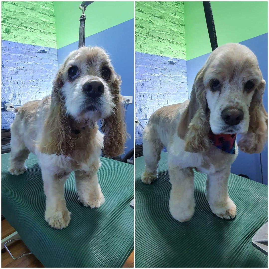 Dog Grooming Services in Chicago, IL Pet Care Providers in Chicago