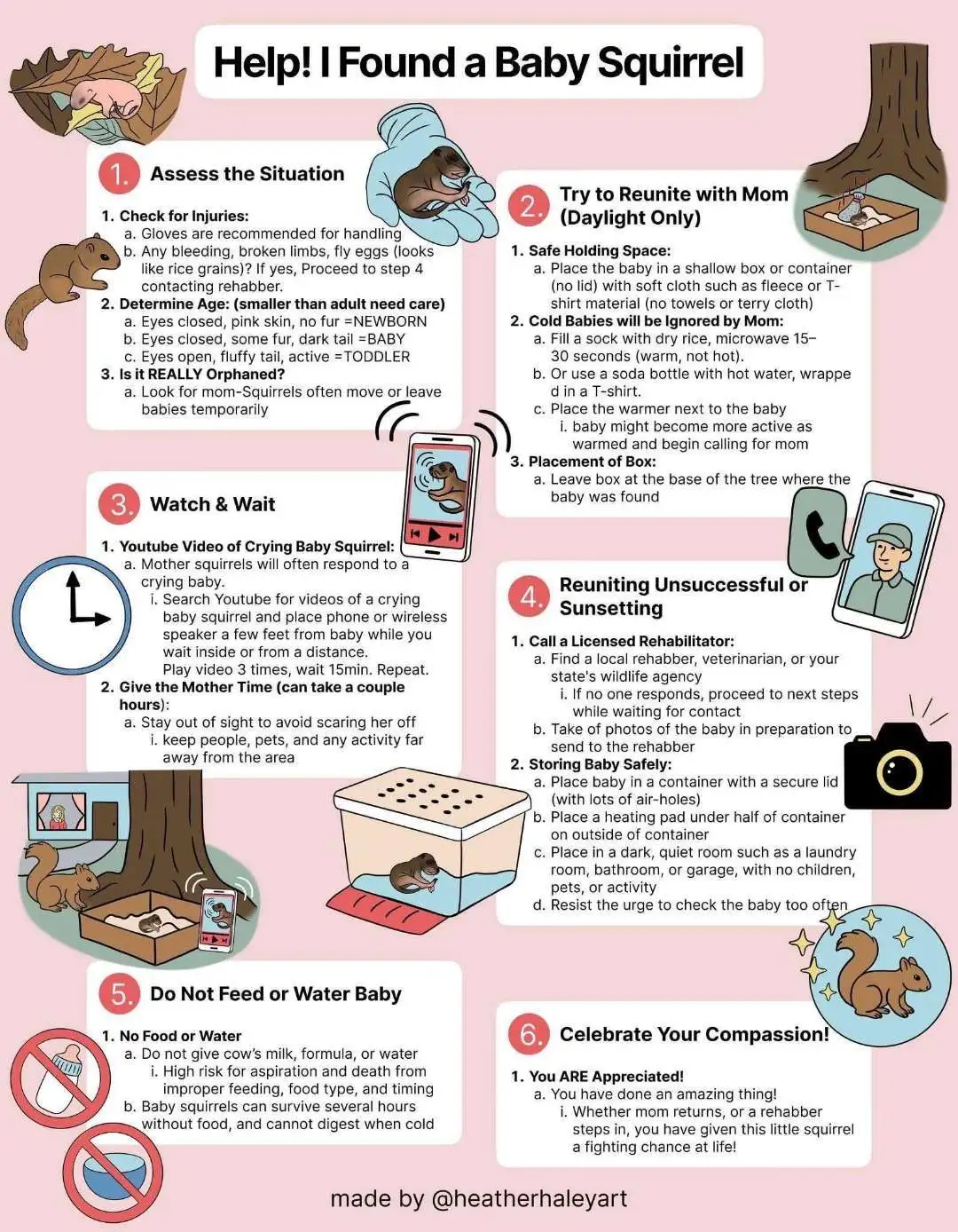 Squirrel Infographic