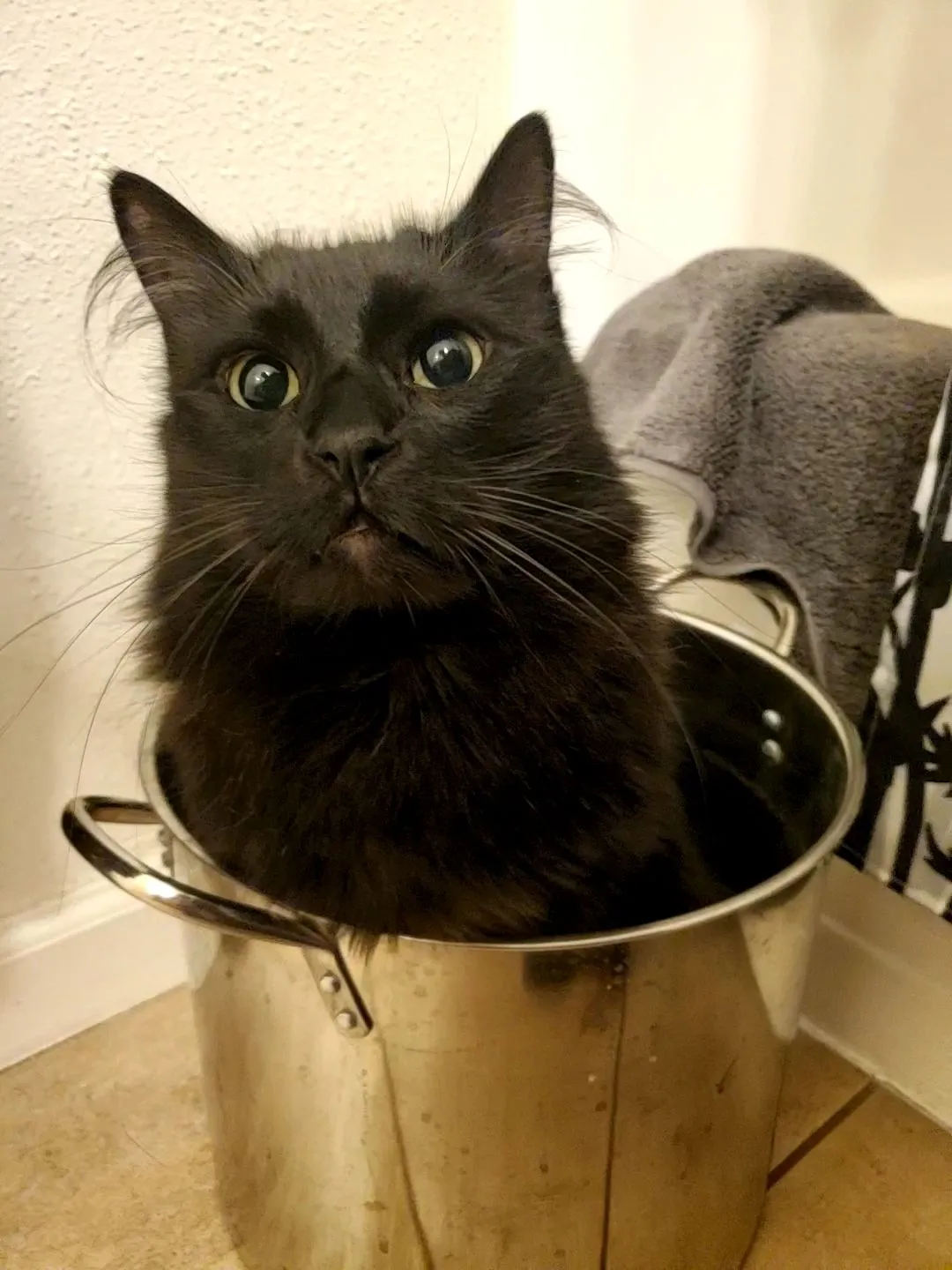 cat in bucket