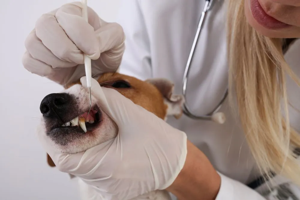 Common Dental Issues in Dogs and Cats