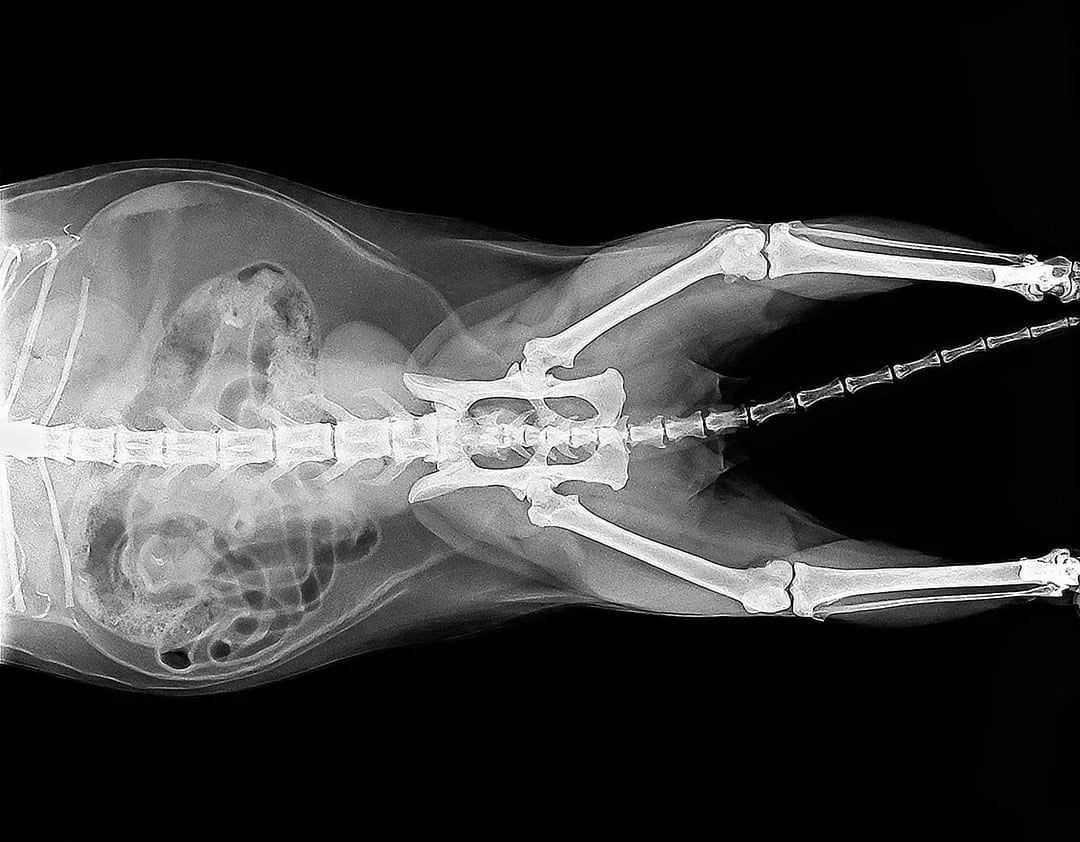 cat x-rays