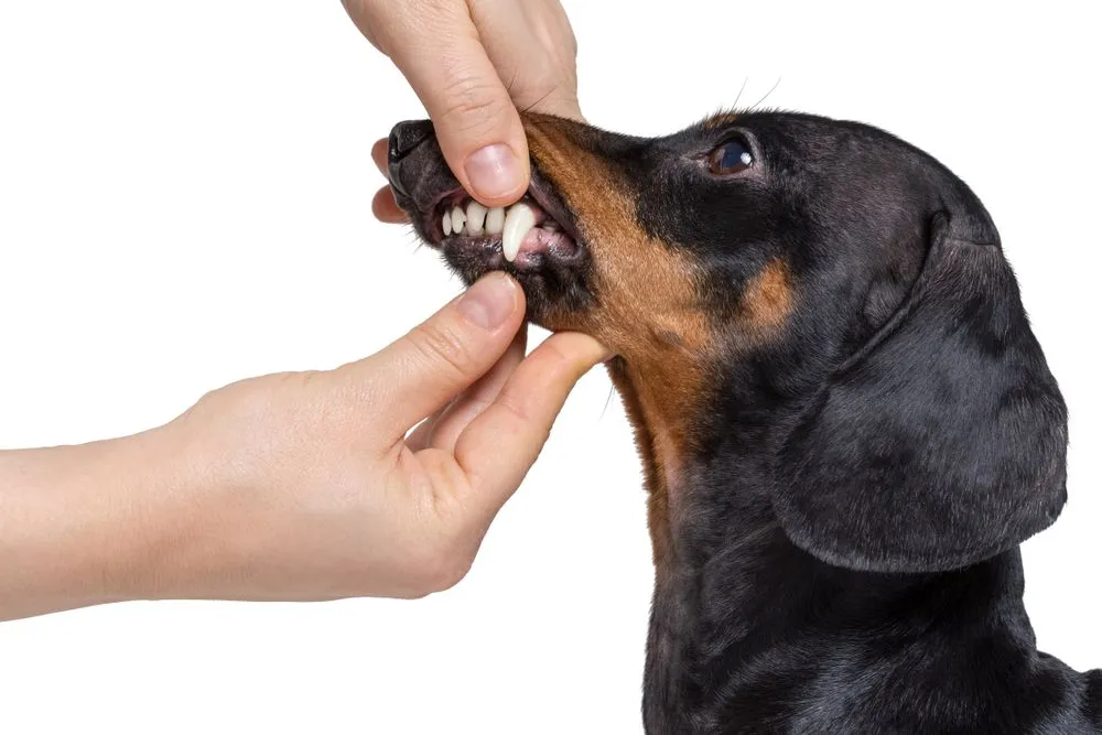 Inspecting the dog's teeth