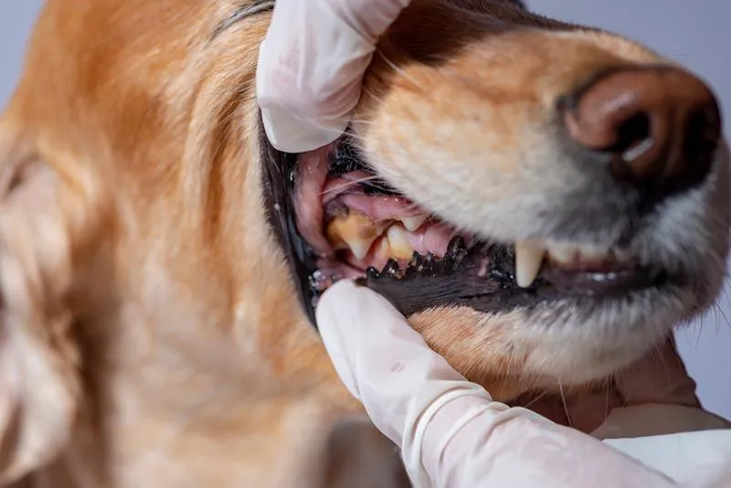 dog in need of a dental cleaning