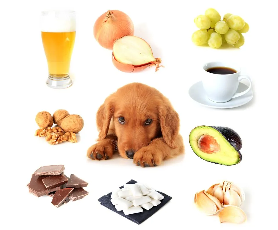 Pet food allergies