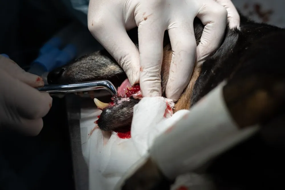 Veterinary Jaw Fracture Repair: Techniques and Recovery in Pets