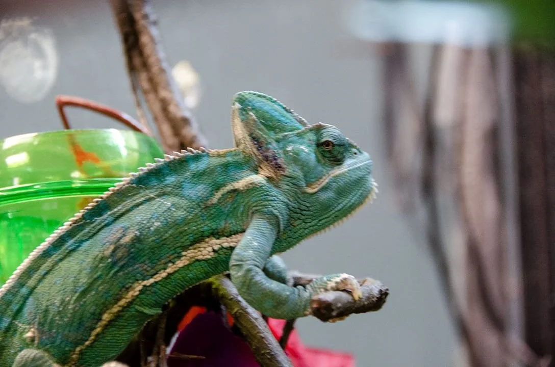 oasis veterinary hospital chameleon