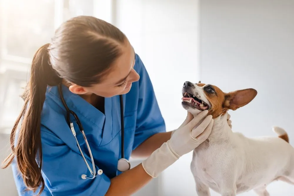 Pet Dental Care FAQs