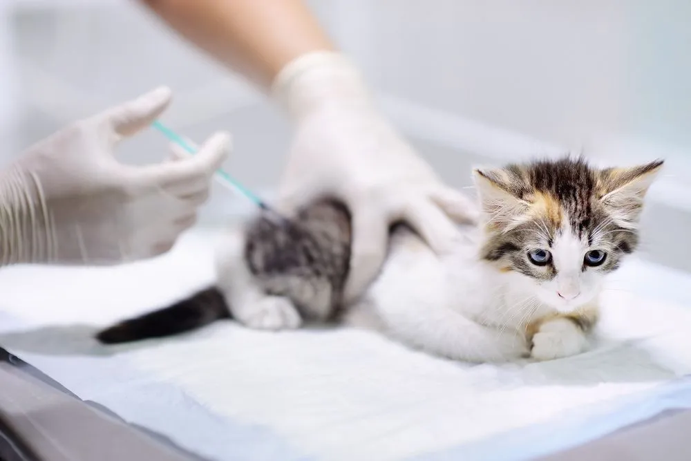 Kitten Vaccinations