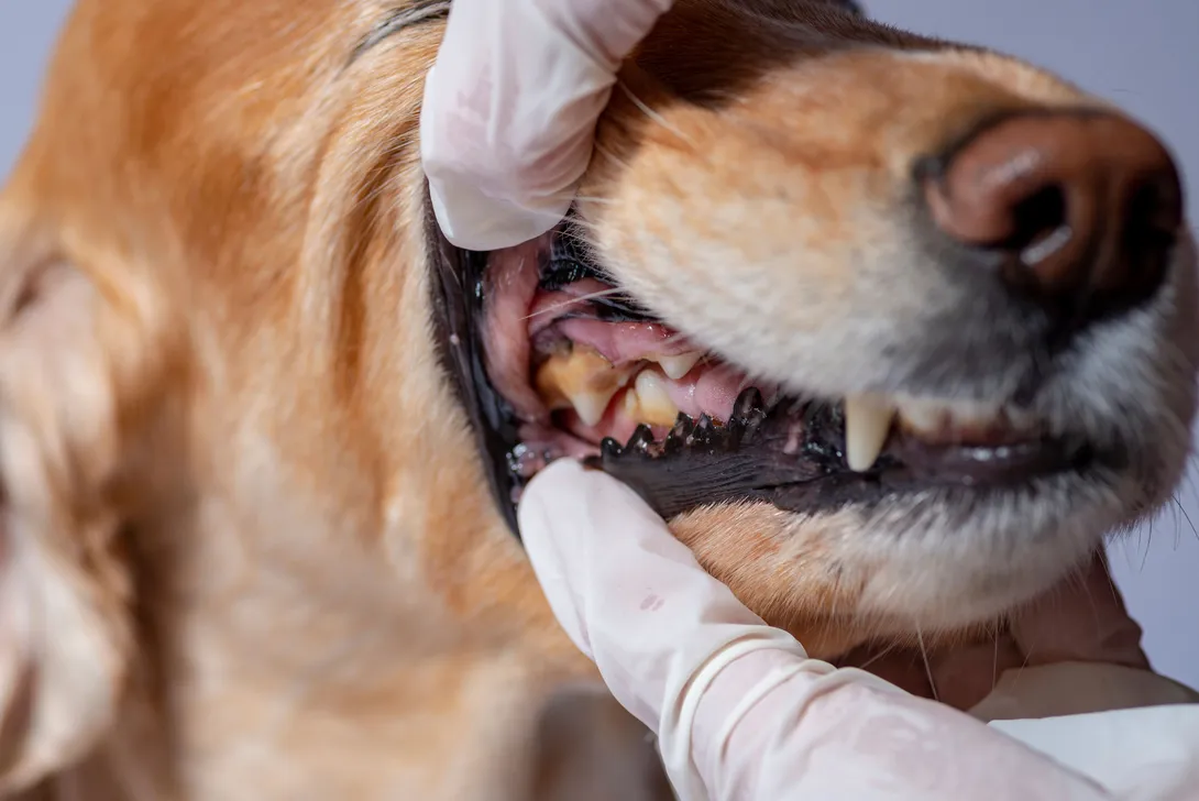 Why Dental Care Is Critical for Senior Dogs