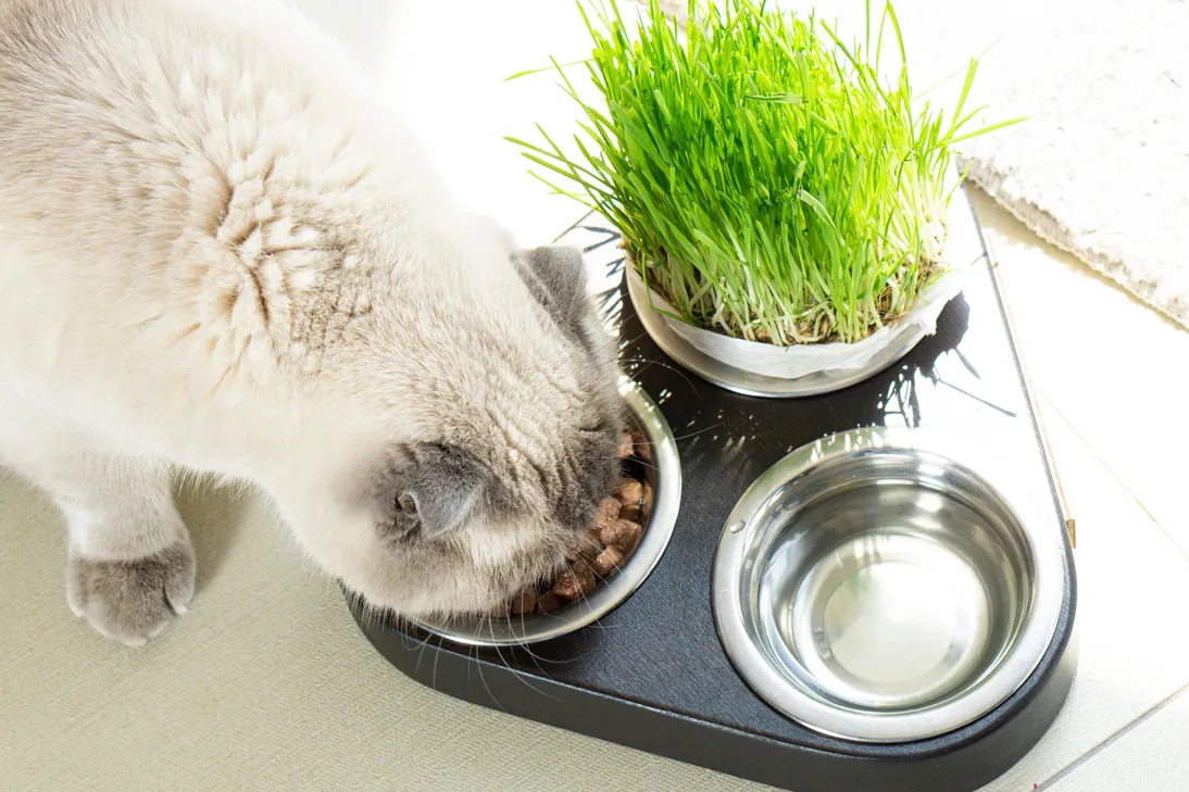 The Role of Nutrition in Maintaining Pet Dental Health