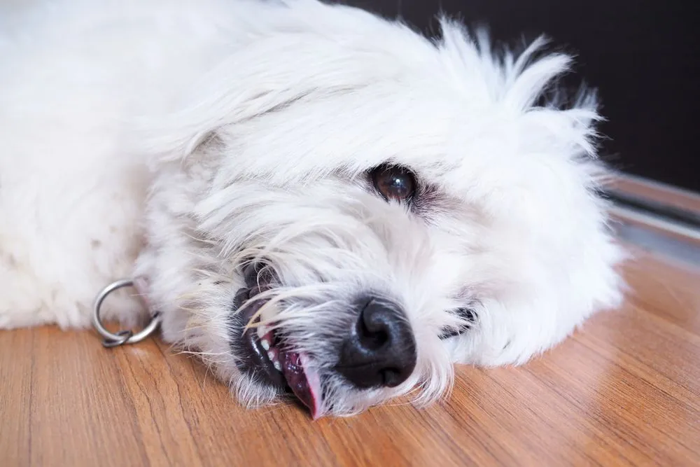 Immediate Veterinary Care and Treatments for Pet Emergencies