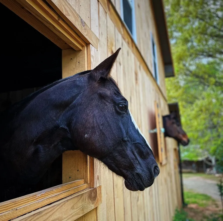 black horse