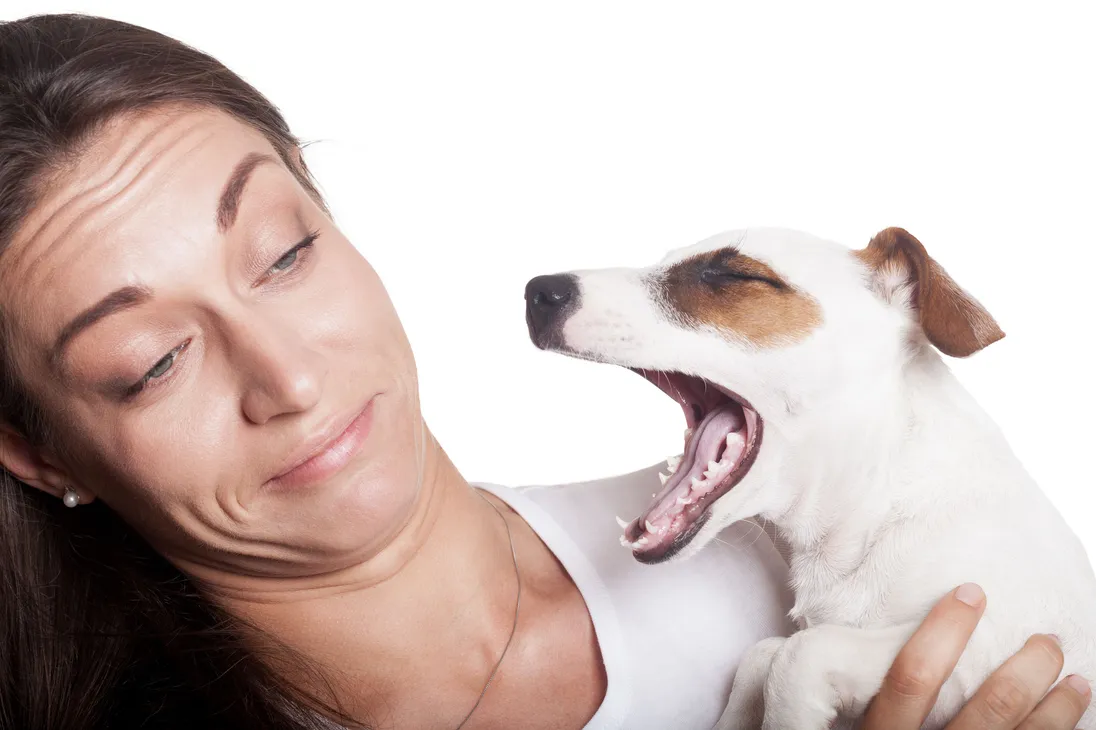 Your Dog’s Breath Says More Than You Think – What Vets Want You to Know About Dental Care