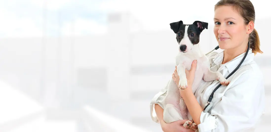 Dog preparing for surgery in Columbus at Hamilton Road Animal Hospital