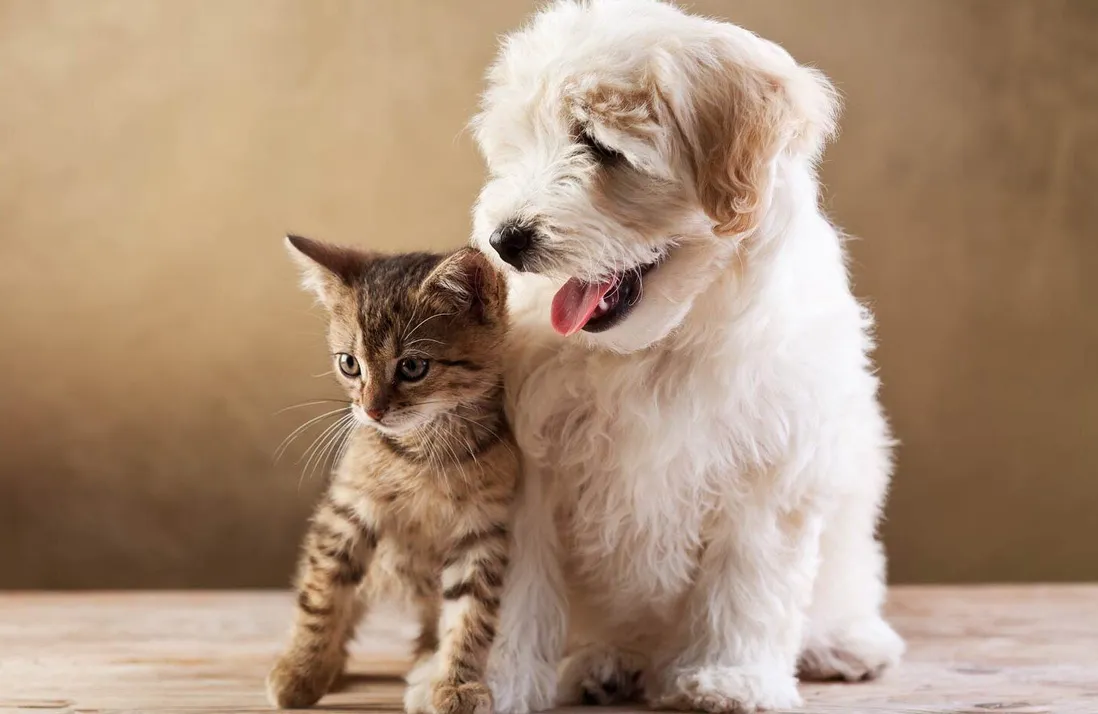 puppy and kitten