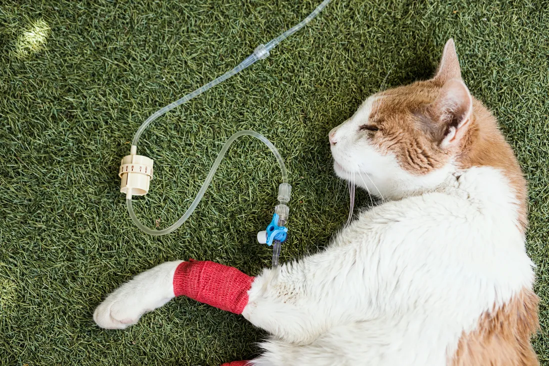 kidney failure to cats