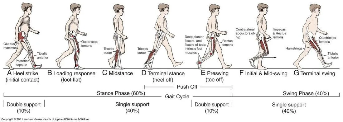 Walking and The Gait Cycle