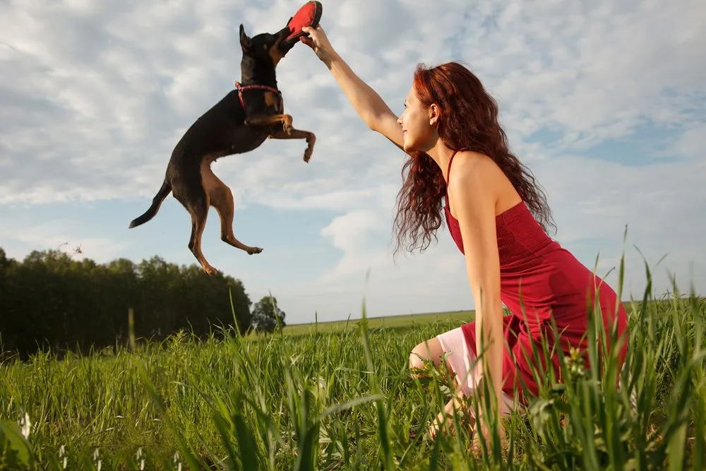 Dog Training