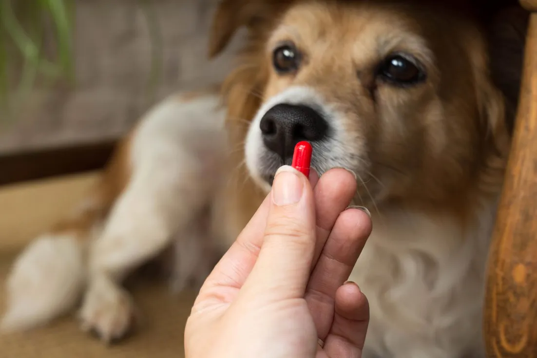 dog with pill