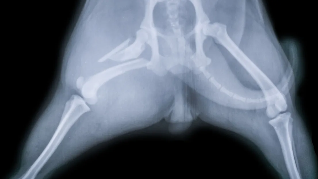 Pet X-Ray FAQs