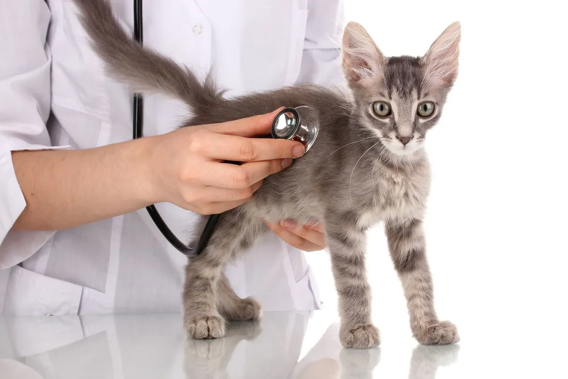 Cat Diagnostic