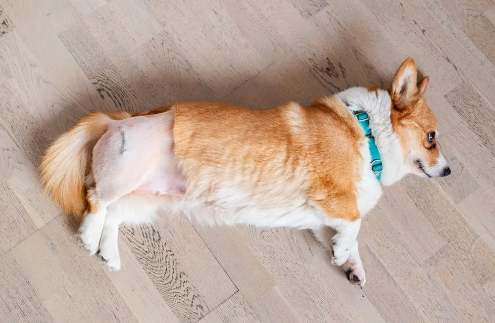 How to Monitor Your Pets Pain at Home After Surgery