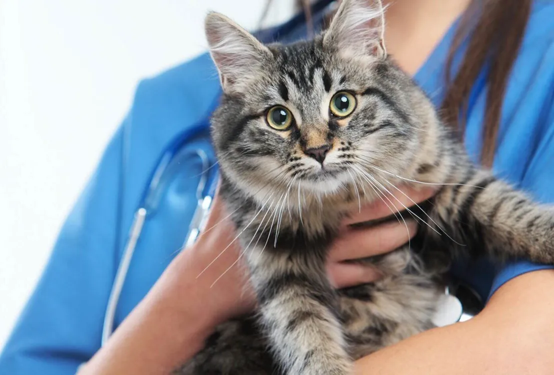 Vet holding a cat