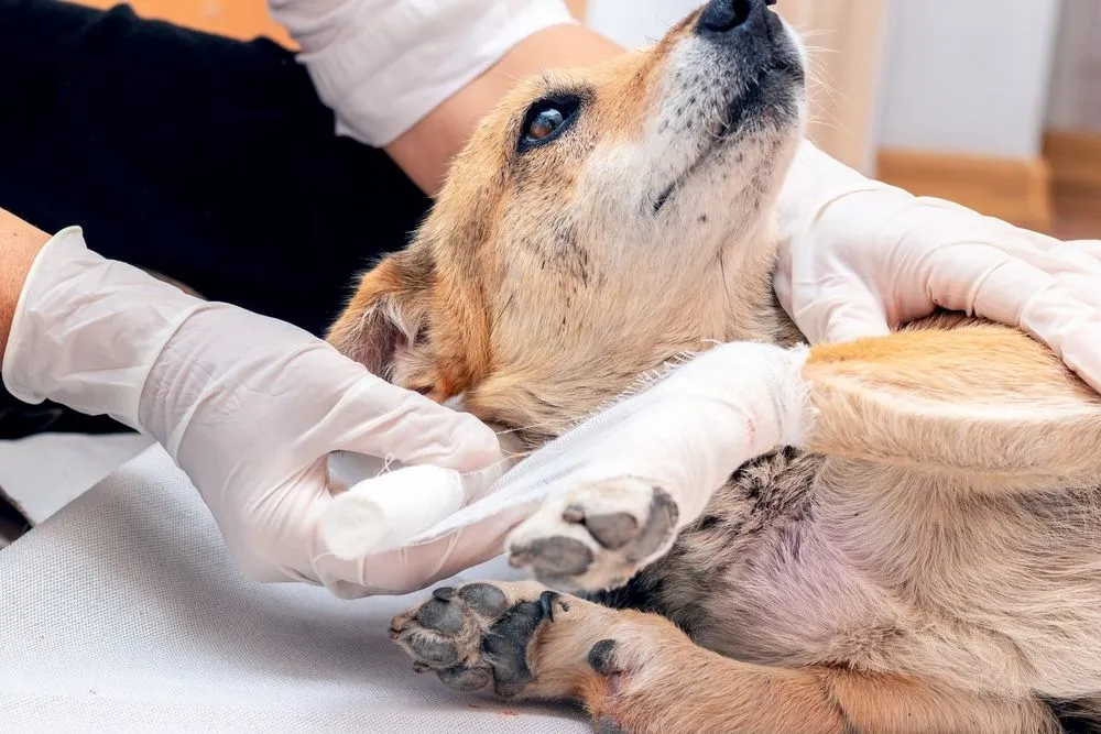 Pet Injury Treatment