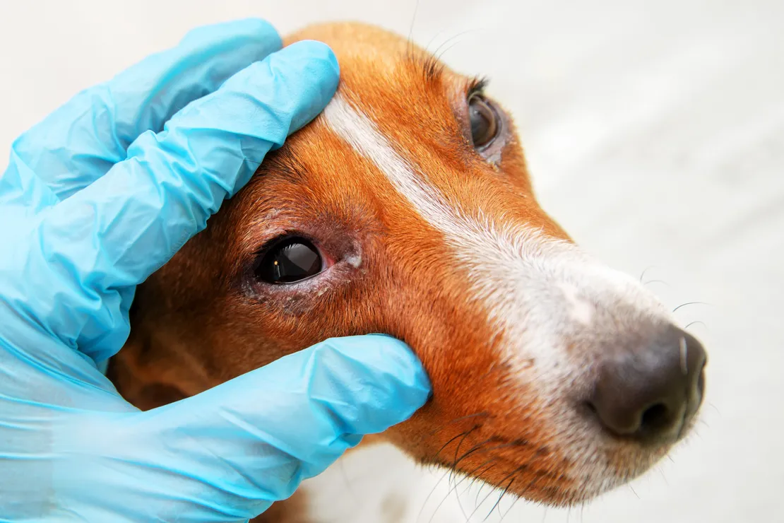 Pet Eye Infections