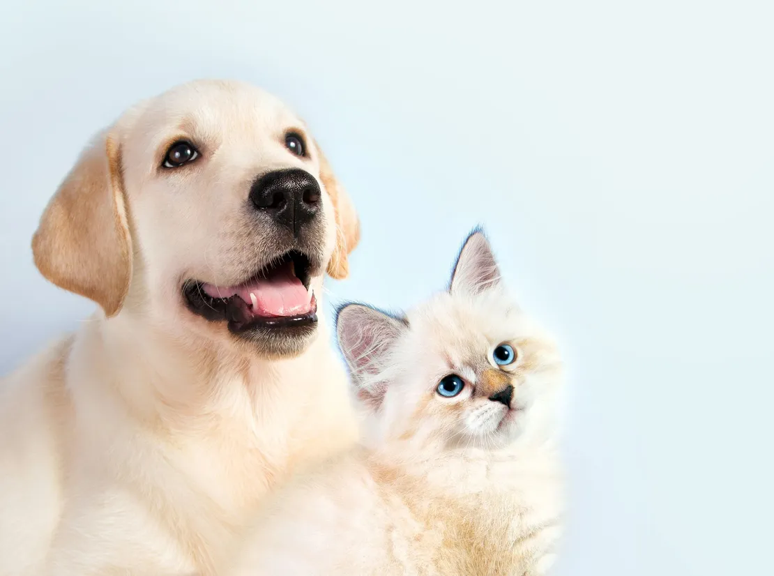 Dog and Cat