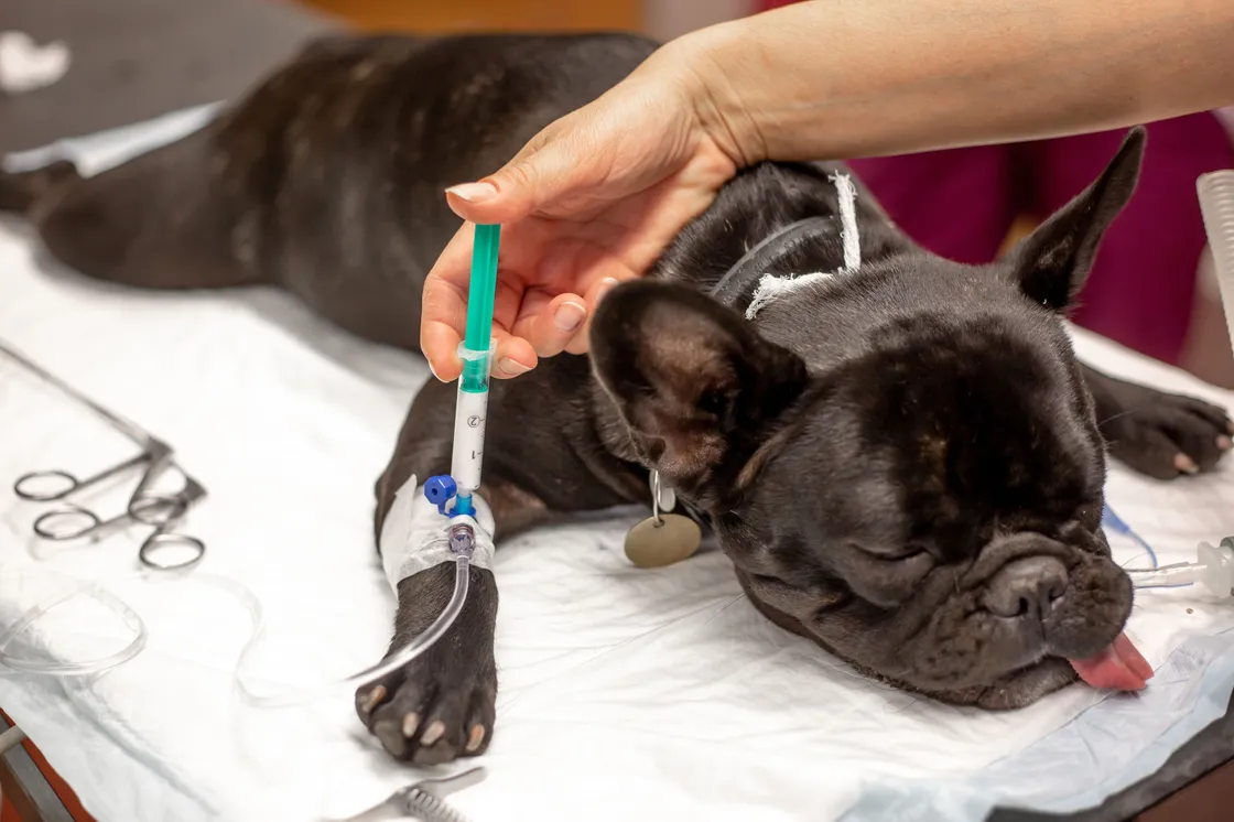 Pet Anesthesia